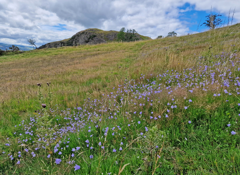 Roundton Hill in the background with harebells in orground