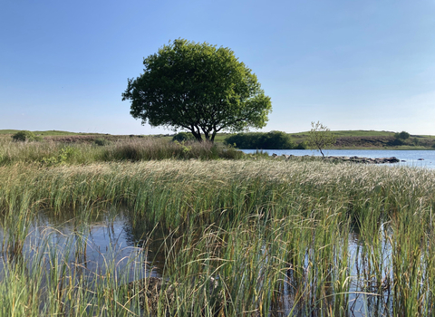 Llyn Mawr pool with tree in the centre