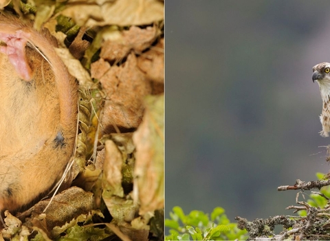 Hazel Dormouse hibernating in autumn and Osprey on a branch