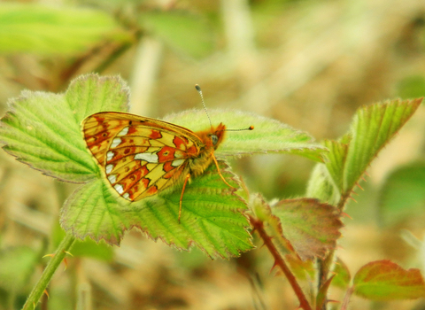 Pearl-bordered Fritillary butterfly