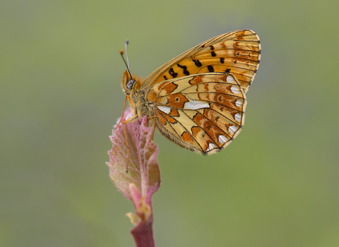 A butterfly resting wings closed on top of a plant. The butterfly is patterned in different shades of orange, orange-red, orange-yellow and black.