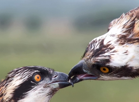 Two ospreys touching beaks