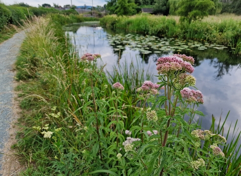 View over the Montgomery Canal from the towpath, flowers in foreground