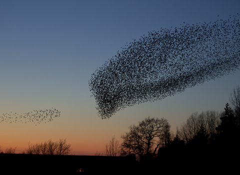 Starling murmuration in the night sky