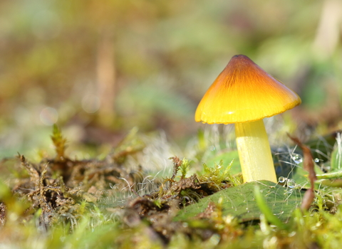 Close-up of a waxcap fungi from the hygrocybe genus
