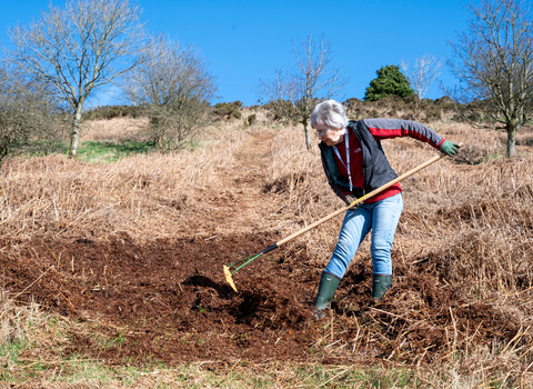 A female volunteer raking bracken at Welshpool Golf Club