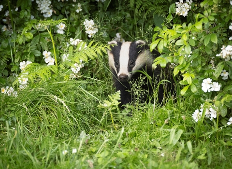 Badger emerging through undergrowth in early summer