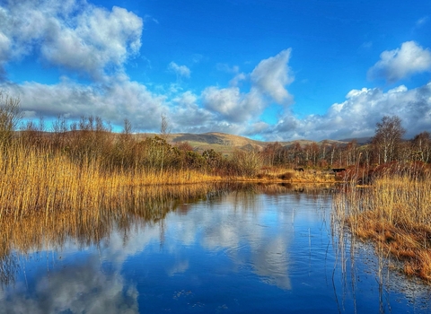 Pool at Cors Dyfi with spring sunshine and reflections