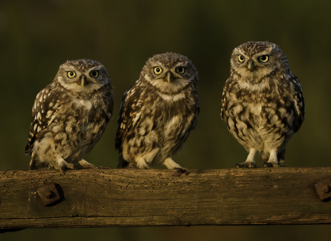 Three Little Owls perched on a wooden gate