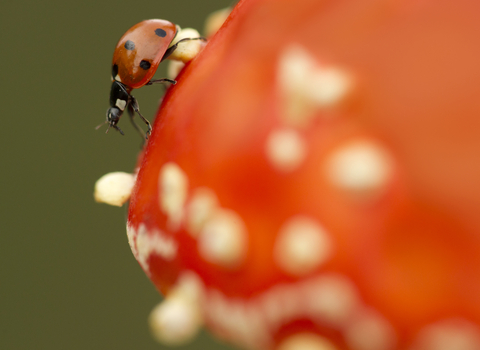 Close-up of a 7-spot ladybird on a Fly Agaric