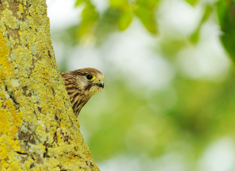 Kestrel peeking out from behind a tree