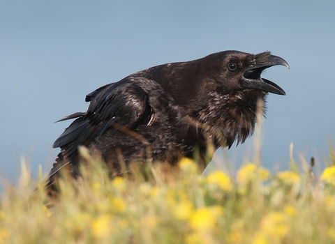 Close up of a Raven cronking