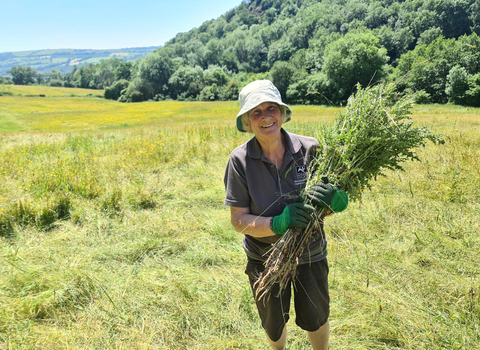 Volunteer standing in a meadow holding vegetation
