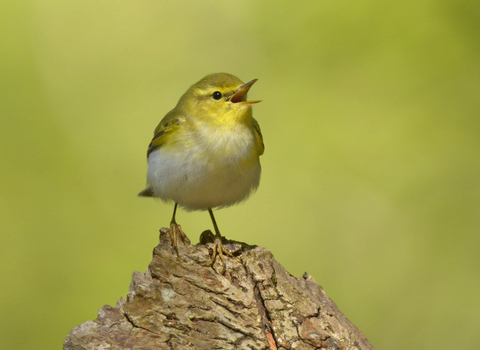 Close up of a Wood Warbler in woodland in Wales