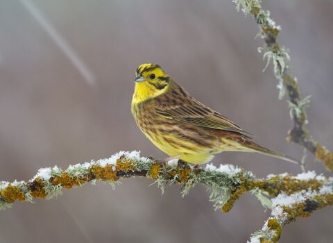 Yellowhammer perched on a frosty lichen-covered branch