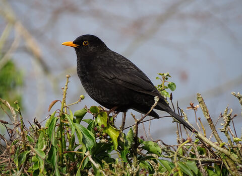 Close up of a male Blackbird