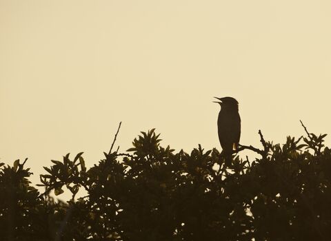 Bird singing silhouetted against sky at dawn