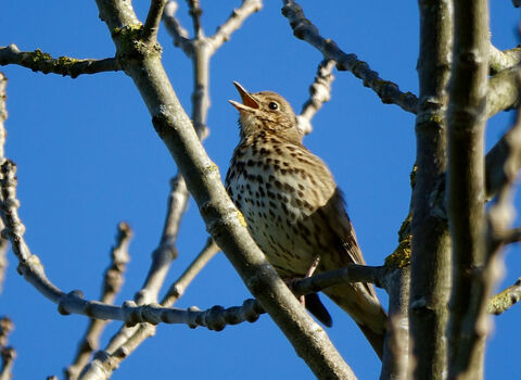 Close up of a Song Thrush singing in a bare-branched tree in winter