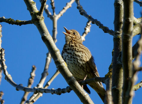 Close up of a Song Thrush singing in a bare-branched tree in winter