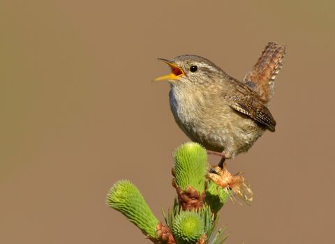 Close up of a Wren singing
