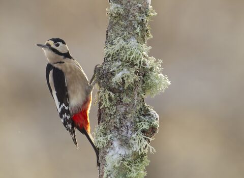 Close-up of Great Spotted Woodpecker on a lichen-covered tree trunk
