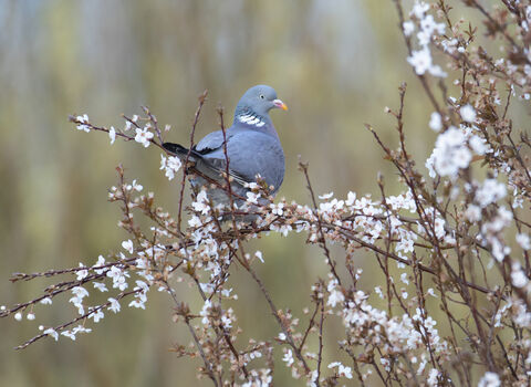 Wood Pigeon amongst first blossom on trees