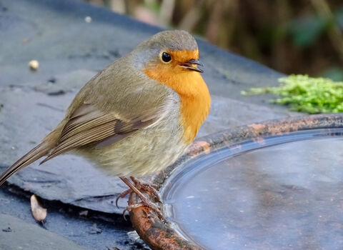 Close up of a Robin, its beak open singing