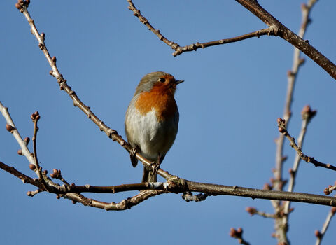 Close-up of Robin in tree during winter