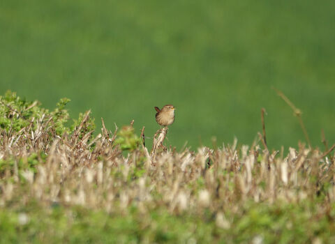 Distance shot of a Wren singing from the top of a hedgerow