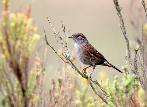 Close-up of Dunnock on some vegetation