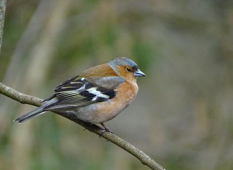 Close-up of a Chaffinch on a branch