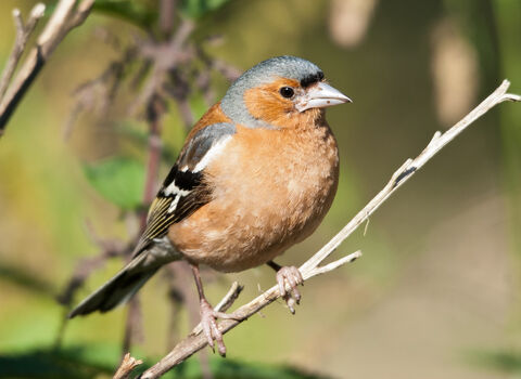 Close-up of Chaffinch on a branch