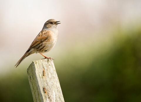 Close-up of Dunnock singing from a post