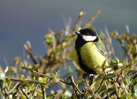 Close up of a Great Tit singing perched on a hedgerow