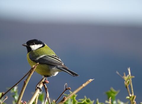 Close-up of a Great Tit perched atop a hedgerow