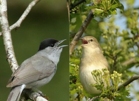 Male Blackcap singing on the left, with Garden Warbler singing on the right