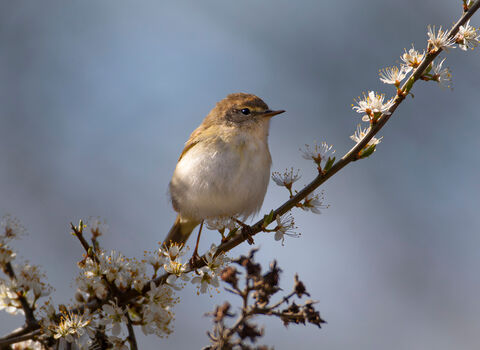 Close-up of a Chiffchaff perched on a blossom-covered branch