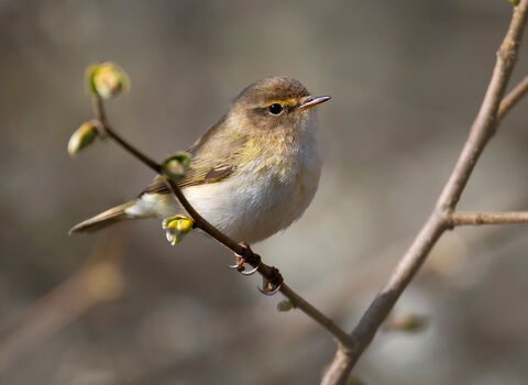 Close-up of a Chiffchaff in spring
