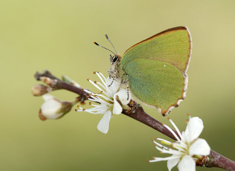 Green Hairstreak Butterfly on blossom; © Iain Leach 