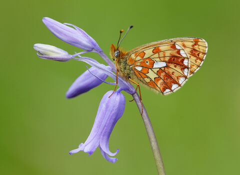 Close-up of Pearl-bordered Fritillary butterfly on a bluebell