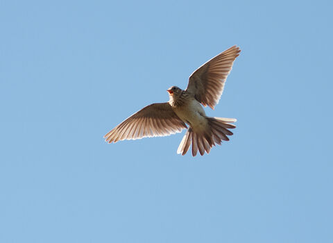 Skylark soaring in the sky, picture taken from below