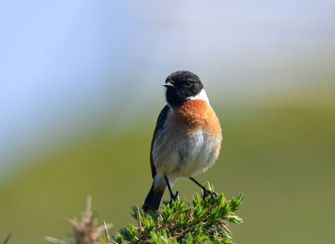 Close-up of Stonechat