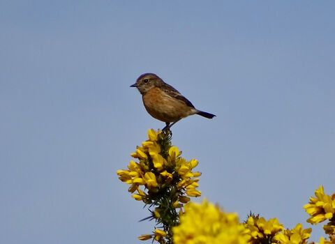 Stonechat perched on gorse