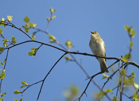 Willow Warbler singing from a branch in spring