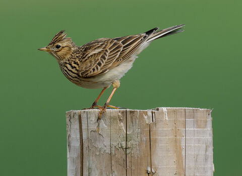 Skylark perched on top of a post