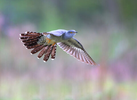 Cuckoo in flight, tail feathers outsplayed