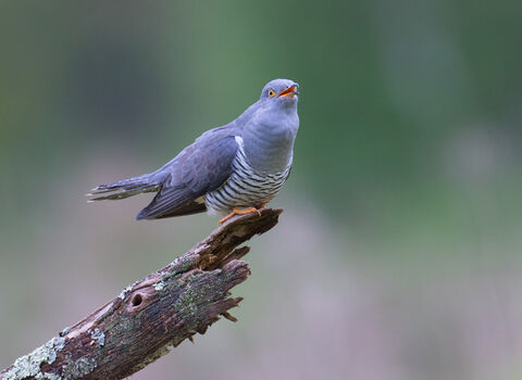 Cuckoo calling from a perch