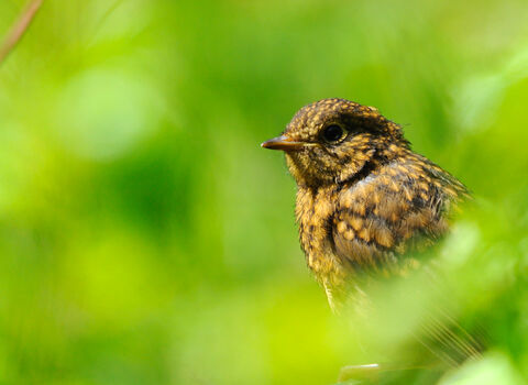 Close up of juvenile Robin in the undergrowth