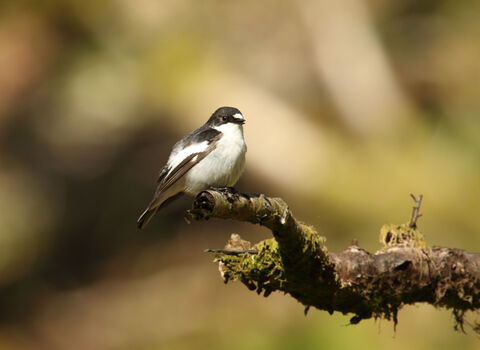 Close-up of male Pied Flycatcher on branch