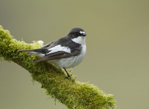 Close-up of male Pied Flycatcher on branch